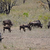 "Brindled Gnu" Kruger National Park, South Africa